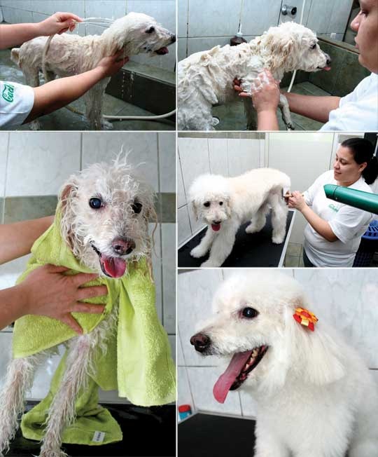 [banho-pet-dicas3.jpg]