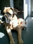 When Alex began fostering Johnny G. he had been abused and never met a cat or small dog. 