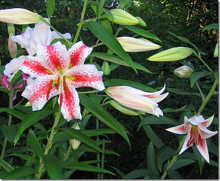 garden-lilies