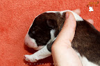 3 days old