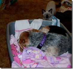catdogbin