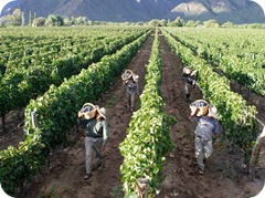 museo del vino cafayate5