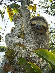 [220px-Bradypus2.jpg]
