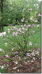 magnolia bush
