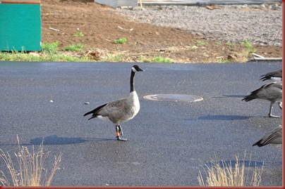 Geese 004