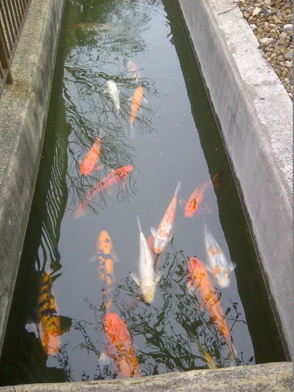 [IMG-20130209-11381%255B2%255D.jpg]
