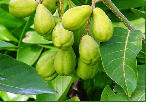 Terminalia chebula Terminalia chebula