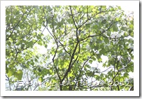 IMG_3112 IMG_3112