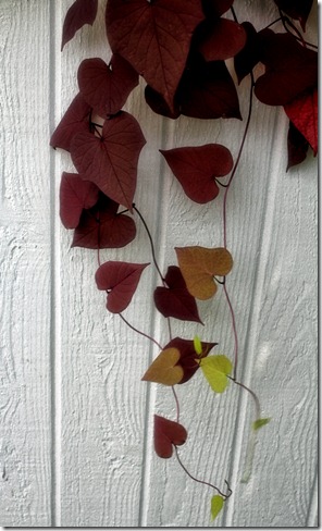 Hearts Hearts