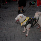Pet Express Doggie Run 2012 Philippines. Jpg (13).JPG