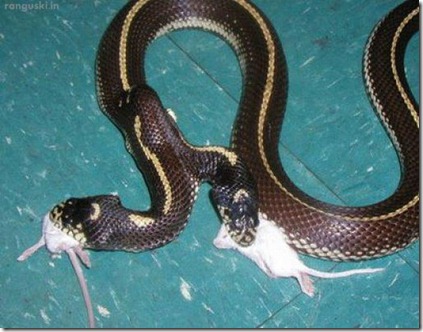snake (6)