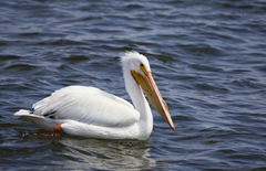 White Pelican Palacios TX