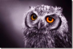 expressive-owl