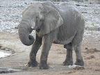 Etosha Nationalpark
