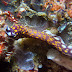 P7044582