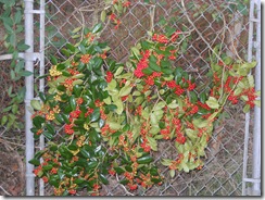 berries berries