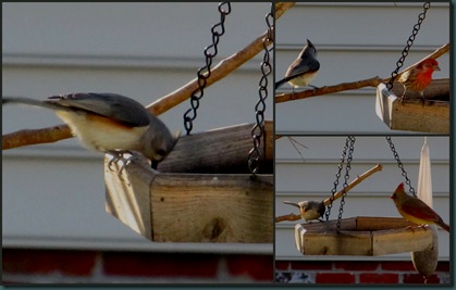 tufted titmouse collage