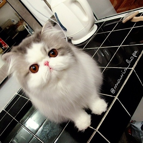 [hope-cat-instagram-10%255B2%255D.jpg]