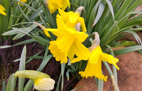 Daffodils up close