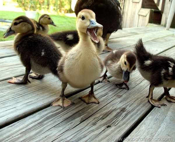 filhotes-patos-fofos-pequenos-desbaratinando (25) filhotes-patos-fofos-pequenos-desbaratinando (25)