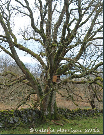 10-owl-box