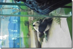 IMG_0786 IMG_0786