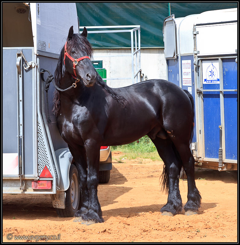 Stallion Show 2011   Лучшие лошади Израиля (foto il  шоу шарон и шфела путешествия выставки музеи фестивали братья наши  20110416 stllion show 005 1990)
