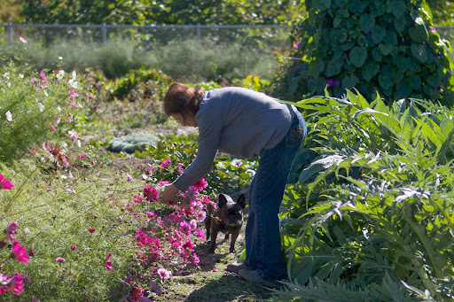 Hi there, Laura! I see that you are cutting beautiful cosmos flowers. I trust you're making a bouquet for Martha of Cosmos bipinnatus, also known as Mexican asters? Hi there, Laura! I see that you are cutting beautiful cosmos flowers. I trust you're making a bouquet for Martha of Cosmos bipinnatus, also known as Mexican asters?