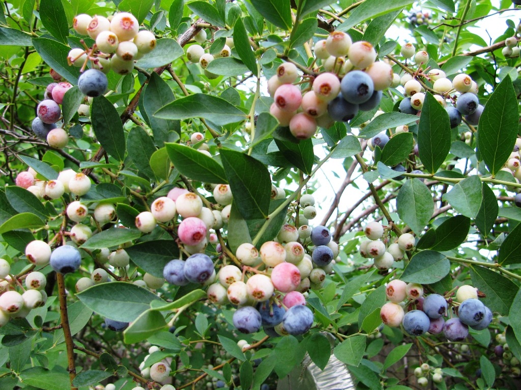 [blueberries1%255B4%255D.jpg]