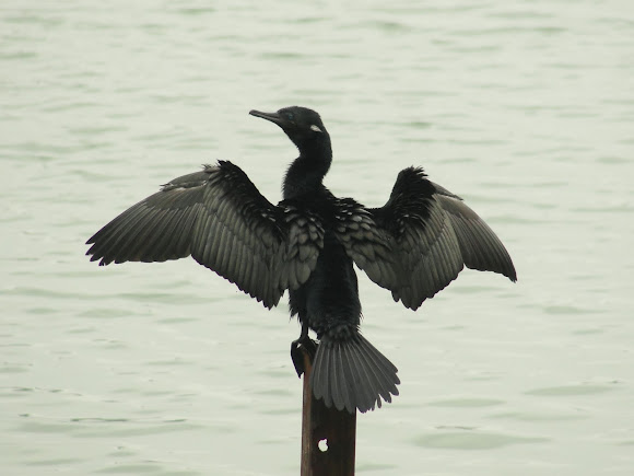Spotting Image 1