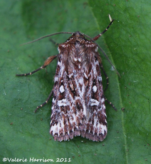 [True-Lvers-Knot-Mull-of-Galloway2.jpg]