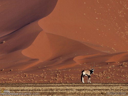 wallpapers national geographic desbaratinando (12) wallpapers national geographic desbaratinando (12)