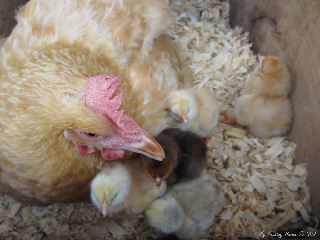 [IMG_0755%255B15%255D.jpg]