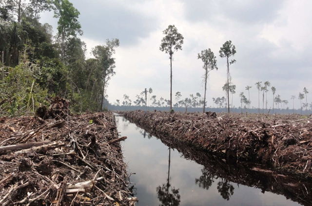 Peat draining and large-scale clearance of natural forest by APP wood supplier PT. Ruas Utama Jaya inside APP's Senepis Tiger Sanctuary in June and October 2011. &copy; Eyes of the Forest / WWF-Indonesia
