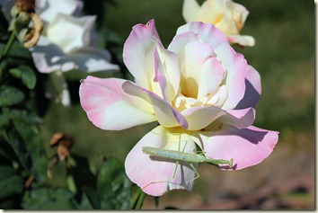 IMG_9578 IMG_9578