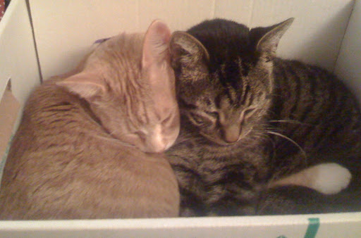 My Max and Olive fell in love at first sight...or sniff... My Max and Olive fell in love at first sight...or sniff...