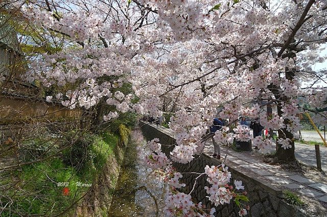 京都哲學之道櫻花