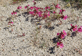 Monkey Flower in RockHouse Canyon