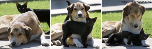 Кошка, которая влюбляет сама по себе.