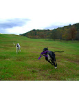 Faith and Lucky, dogs from Clayton, Georgia. Faith and Lucky, dogs from Clayton, Georgia.