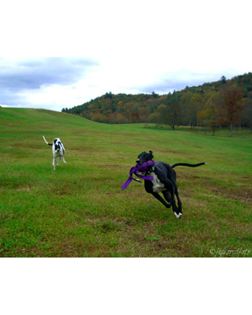Faith and Lucky, dogs from Clayton, Georgia. Faith and Lucky, dogs from Clayton, Georgia.