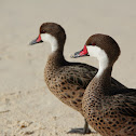 White-cheeked Pintail