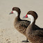 White-cheeked Pintail