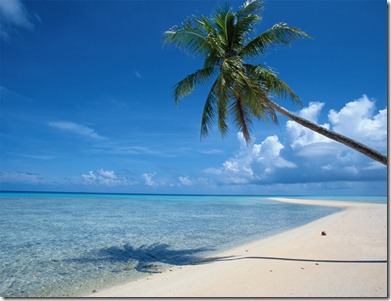 palm_tree_beach