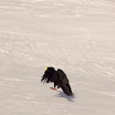 valleeblanche_11042010_gracchio.jpg