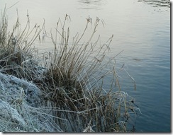frosty grasses2