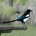 Black-billed.magpie%25252cdscn3554