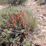 Indian Paintbrush