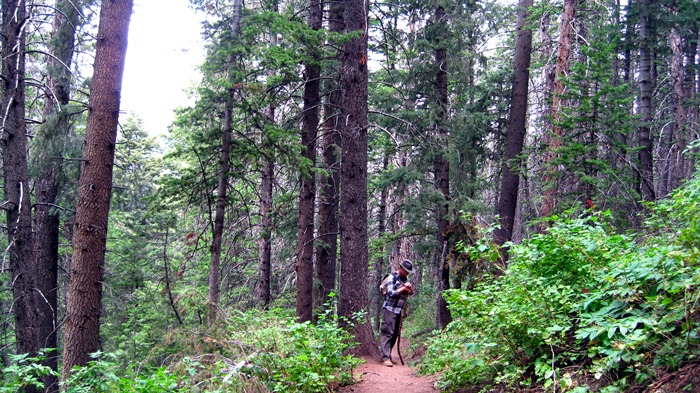 Taylor admiring the Douglas Firs Taylor admiring the Douglas Firs in Millcreek Canyon