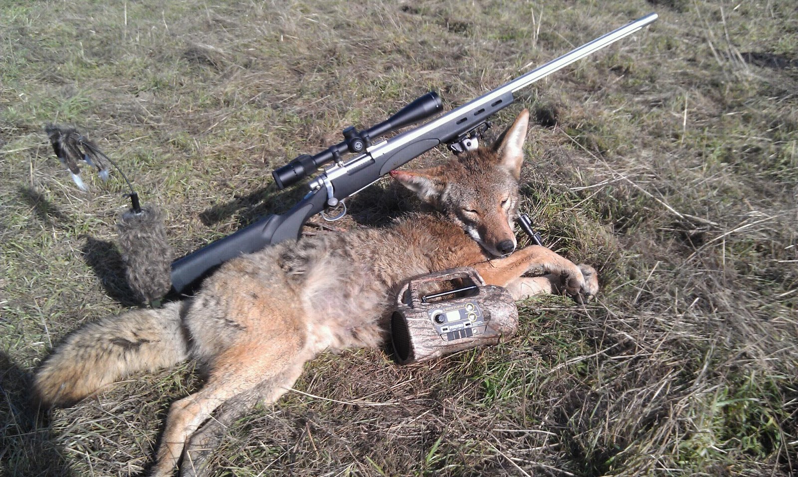 coyote hunting essay Everyone in america has a coyote story or if you don’t coyotes are just like hipsters habitat for hunting and denning might be scattered because of. coyote hunting essay Everyone in america has a coyote story or if you don’t coyotes are just like hipsters habitat for hunting and denning might be scattered because of.